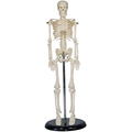 Анатомия. Скелет Малый, 42 см