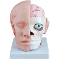 Анатомия. Голова с мозгами