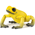 Экваториальная желтая лягушка